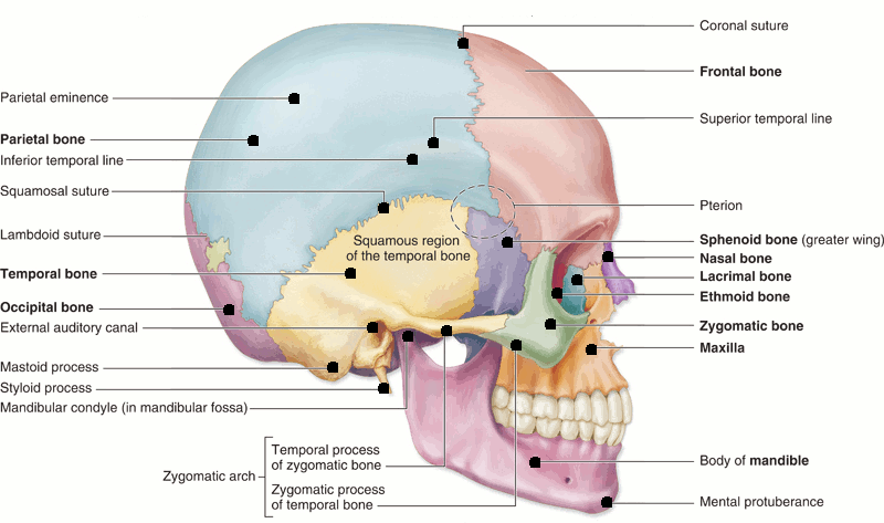 Skeletal - Learn Anatomy & Physiology